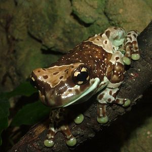 Mission Golden-eyed Tree Frog at the Old Zoo, Poznan Sept 08