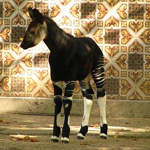 Okapi