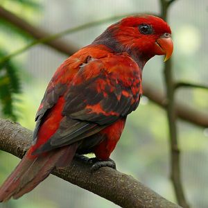 Jurong Bird Park - Bechstein's violet-necked lory