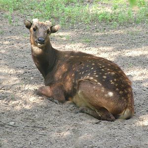 Philippine Spotted Deer at the New Zoo, Poznan Sept 08