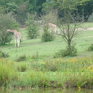 Giraffes and Grevy's Zebras at the New Zoo, Poznan Sept 08
