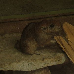 Fat Sand Rat at the New Zoo, Poznan Sept 08