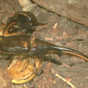 Hercules Beetle at the New Zoo, Poznan Sept 08