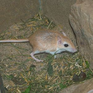 Rock Gerbil at the New Zoo, Poznan Sept 08