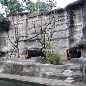 new White-nosed coati (Nasua narica narica) enclosure