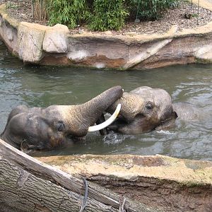 Asiatic Elephants (Elephas maximus indicus) "Mekong" and "Sa
