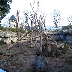 Indian Sloth Bear (Melursus ursinus ursinu) and Rhesus Macaque (Macaca mula