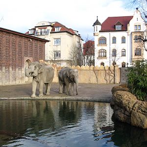 Asiatic Elephants (Elephas maximus indicus) "Saida" and "Ind