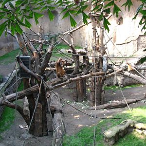 Sumatran Orang-Utan (Pongo pygmaeus abelii) indoor enclosure