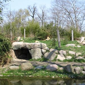 Angola lions (Panthera leo bleyenberghi) "Matadi" and "Luena