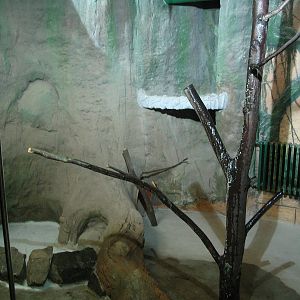Chinese pangolin (Manis pentadactyla) enclosure under construction