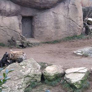 Spotted hyena (Crocuta crocuta) in the midday heat