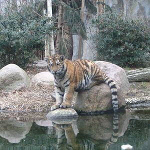 Amur Tiger (Panthera tigris altaica) offspring "Argun"