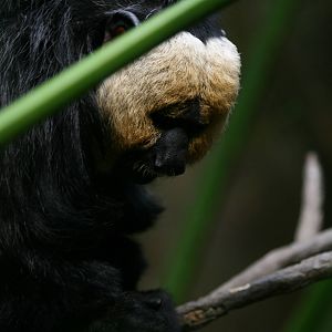 White-faced saki - Skansen-Akvariet