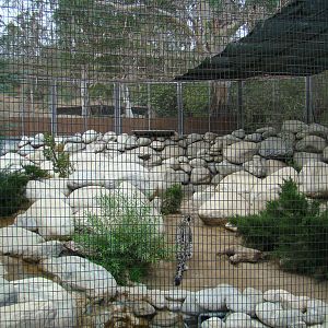 Snow Leopard exhibit at the Los Angeles Zoo