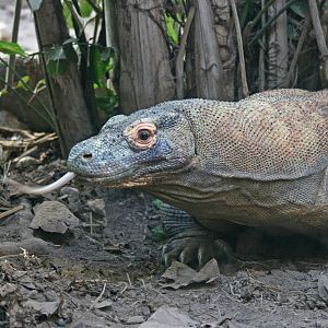Komodo dragon - Parken Zoo