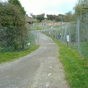 Waterfowl, Storks and Cranes
