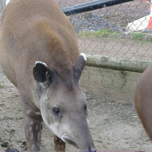 Tapir