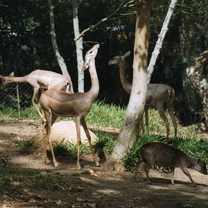 Gerenuks with maxwell duiker