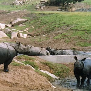 Indian Rhinos