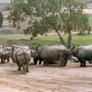 Indian Rhino herd
