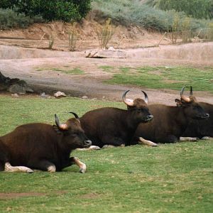 Gaur Herd