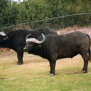 Cape buffalos