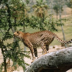 Cheetah