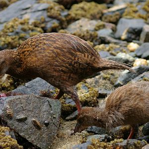 Stewart Island weka (Gallirallus australis scotti) with chick