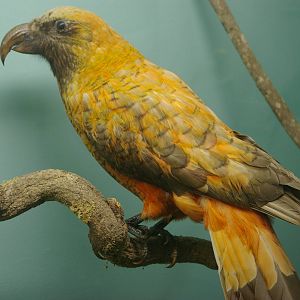 yellow variant kaka (Nestor meridionalis)