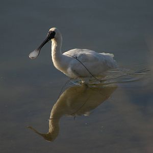 royal spoonbill (Platalea regia)