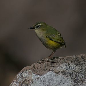 rock wren (Xenicus gilviventris)