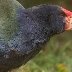 takahe (Porphyrio hochstetteri)