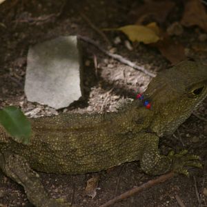 common tuatara (Sphenodon punctatus)