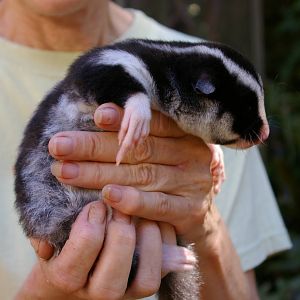 striped possum (Dactylopsila trivirgata)