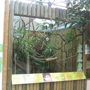 Cotton-Top Tamarin enclosure