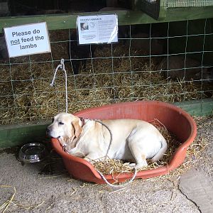 Yellow Labrador at Noah's Ark Zoo Farm 2006
