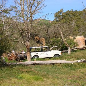 Lion Camp