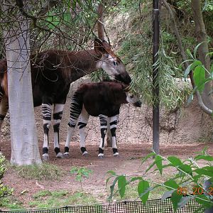 Okapi w/ Little One