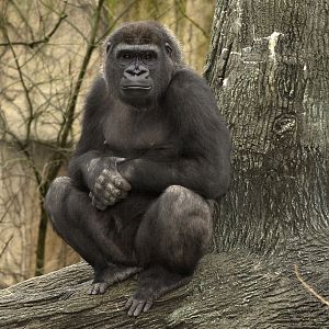 Lowland Gorilla