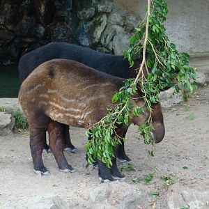 Mountain Tapirs at the Los Angeles Zoo