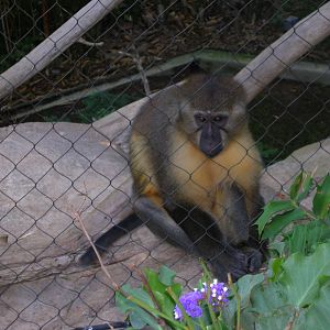 Golden-bellied Mangabey