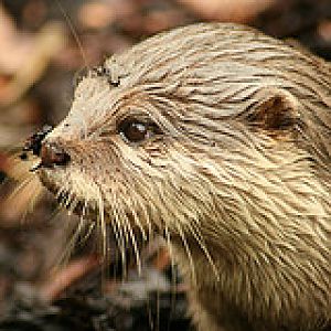 Otter