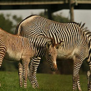 Florence the Zebra foal