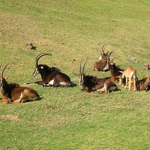Sable Antelope
