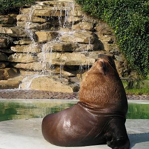 Patagonian Sealion