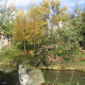 Sibiran Tiger (Panthera tigris altaica) outdoorn enclosure