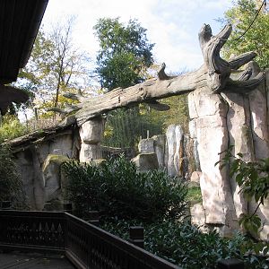 Sibiran Tiger (Panthera tigris altaica) outdoorn enclosure