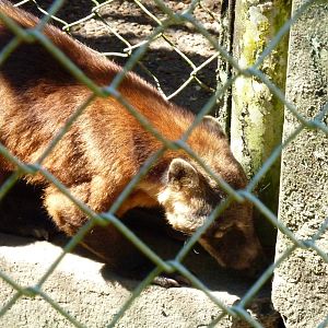 Ring-tailed coati