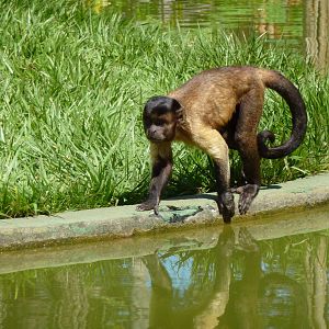 Tufted capuchin